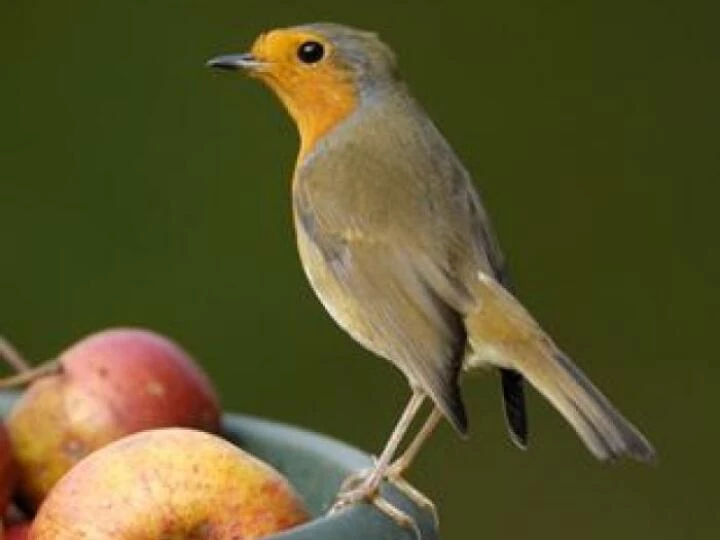 1040812robin