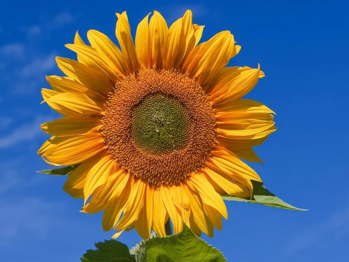 1200pxsunflowerskybackdrop cropped