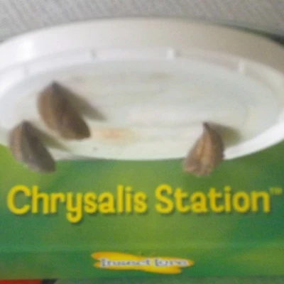 15916 day 14 chrysalids