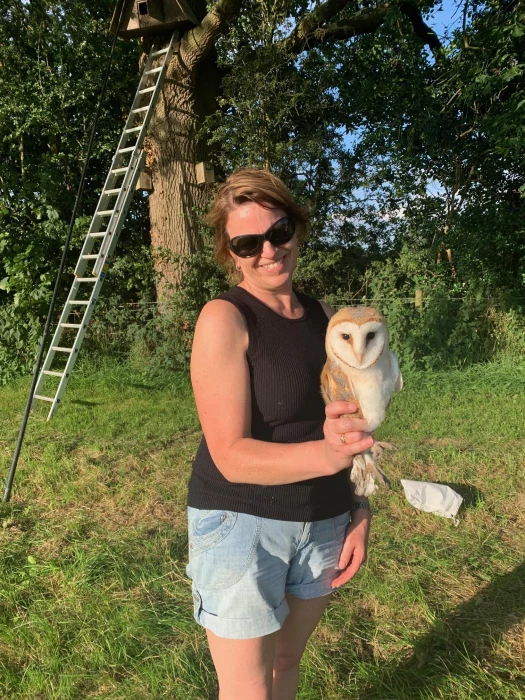 2024 barn owl chicks
