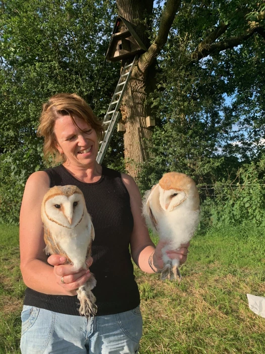 2024 barn owl chicks