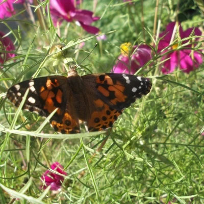22916 resting on cosmos flowers