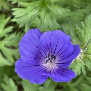 6eb562698ff44273962684d9893836b7