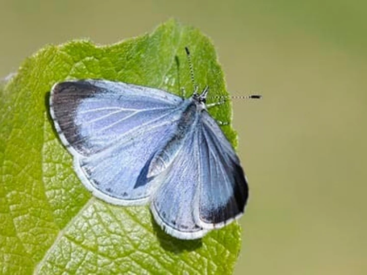 aboutbutterfly