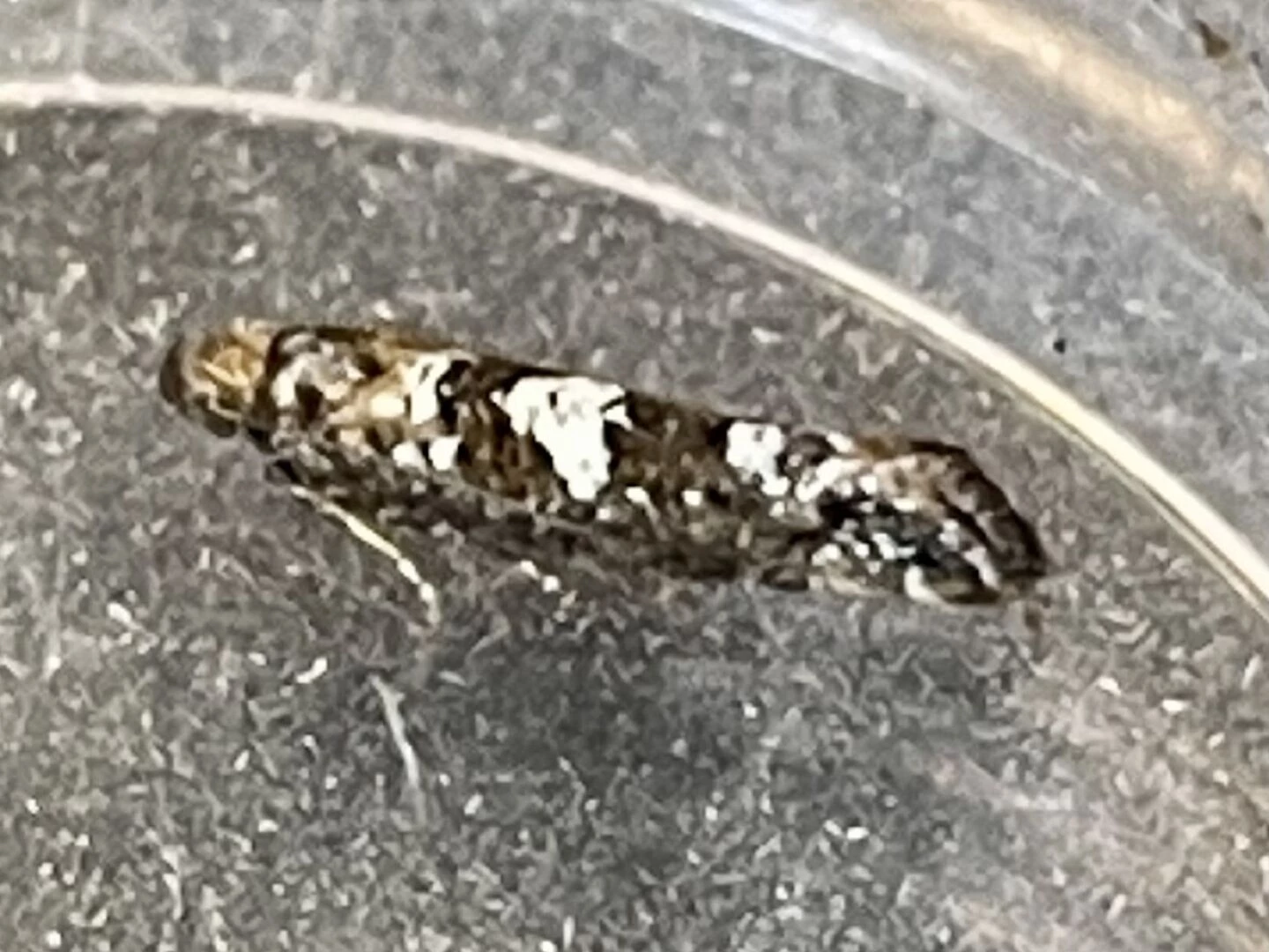 acrolepiopsis assectella