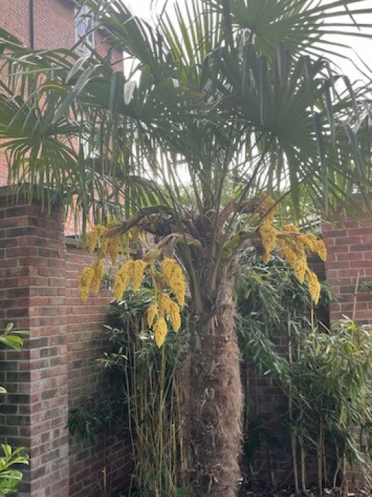 adas beech tree bed update