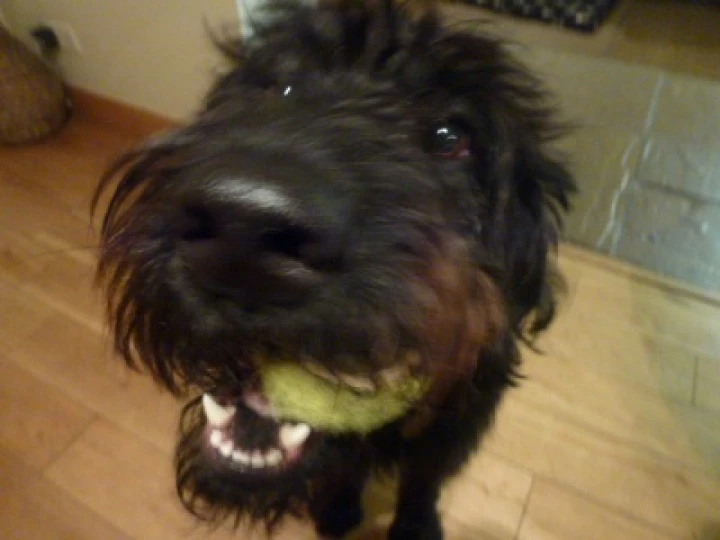alfie
