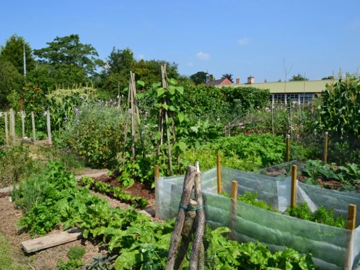 allotment1