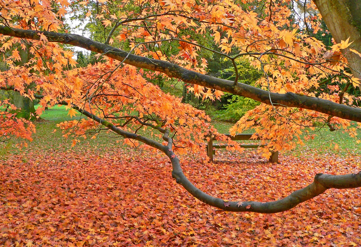 amber autumn