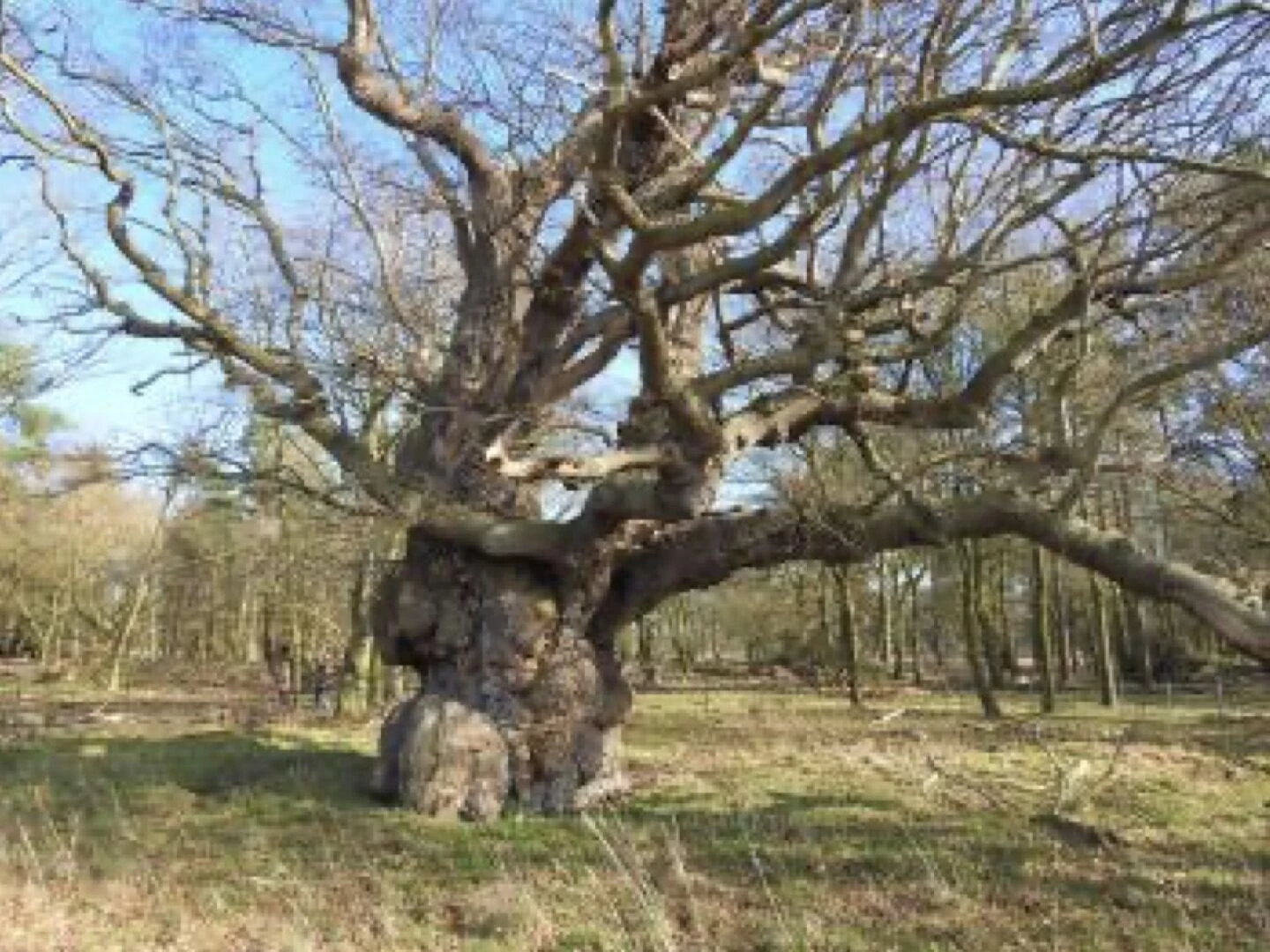 ancient oak at attingham park