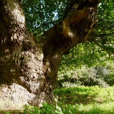 ancient oak tree 2