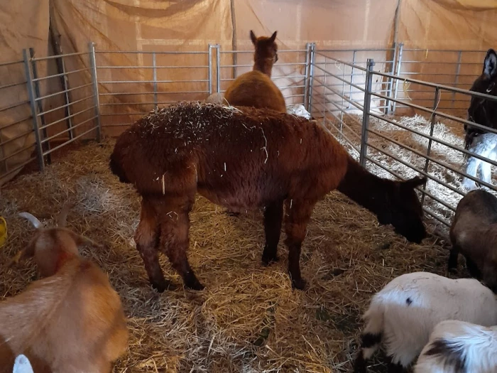 animals in our live nativity stable