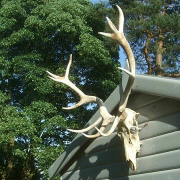 antlers