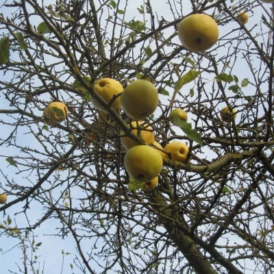 apples in november