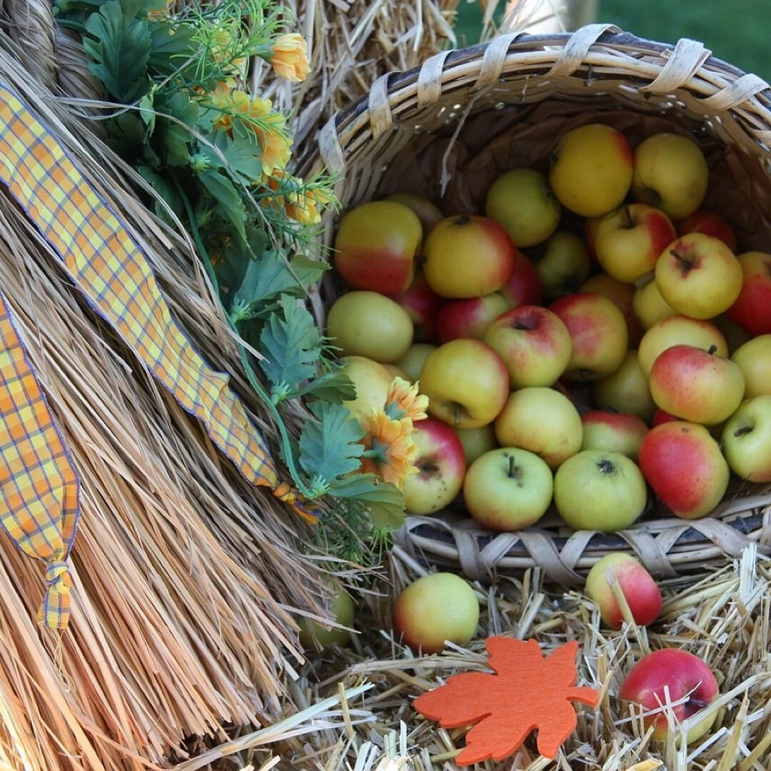 apples regional customs fruit tradition need fall need old folk festival basket fruit basket healthy food yummy fresh vitamins ripe apple meal decorative harvest picked nature