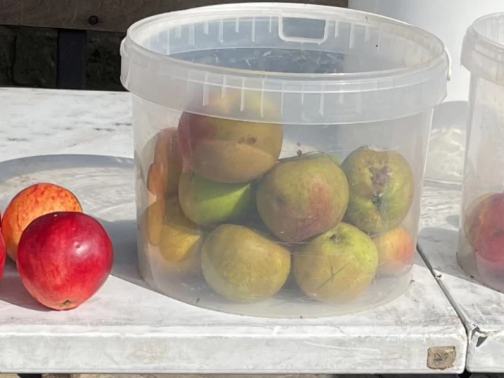 apples