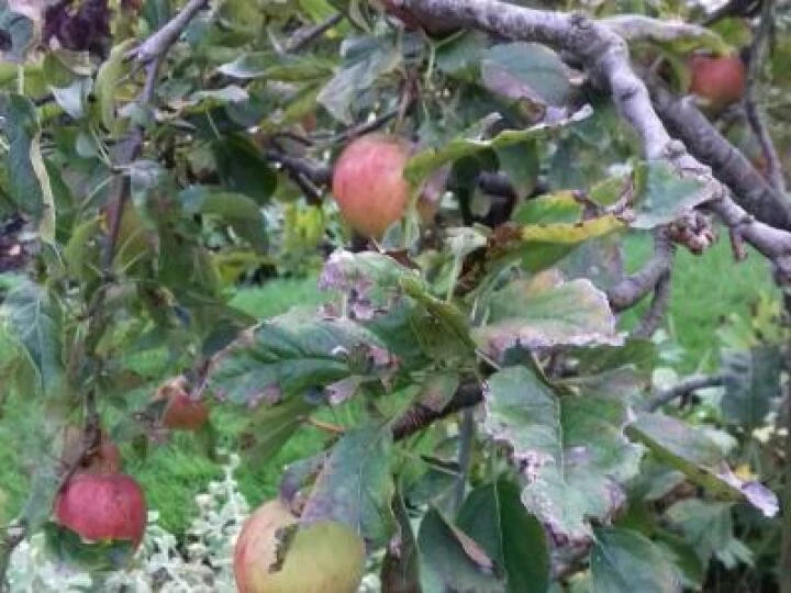 apples