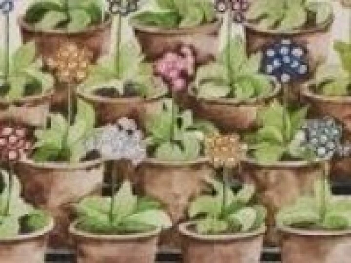 auricula2