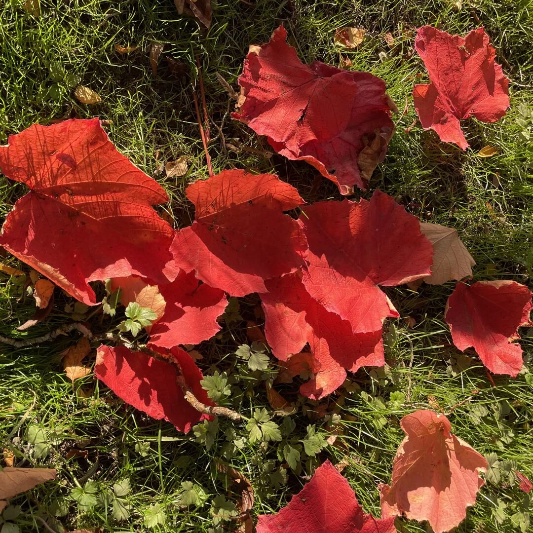 autumn garden