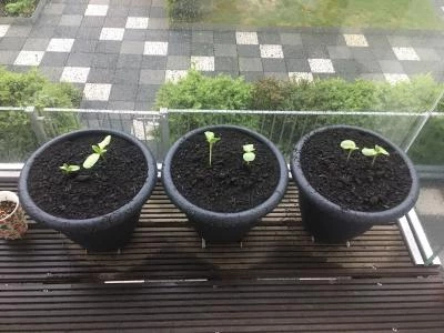 balcony sunflower sower 1