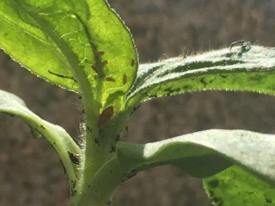 balcony sunflower sowerbugs