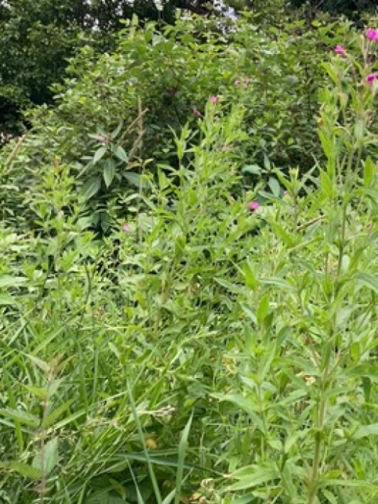 balsam