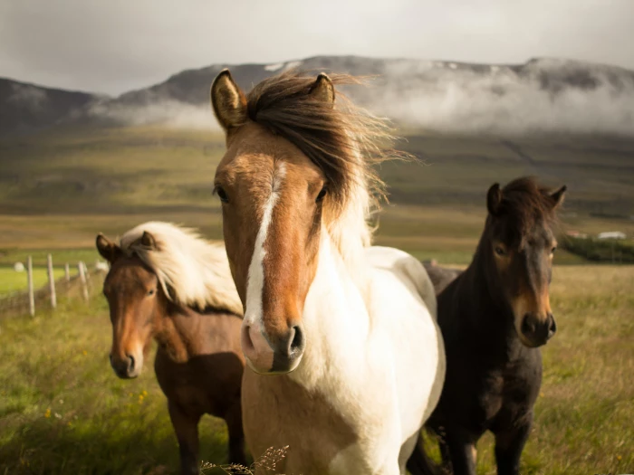 bbss equestrianimage