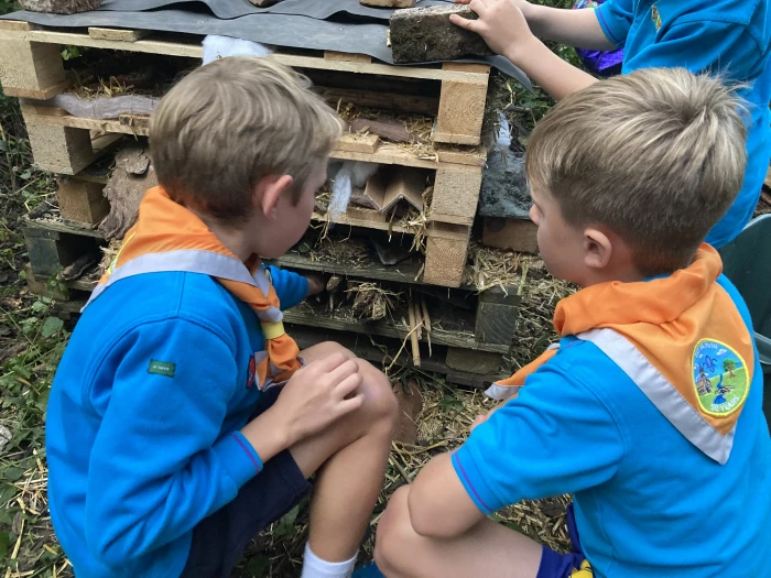 beavers with their bug hotel