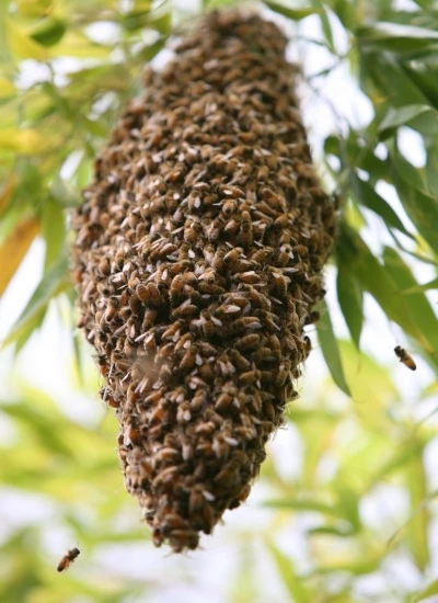 bee swarm01