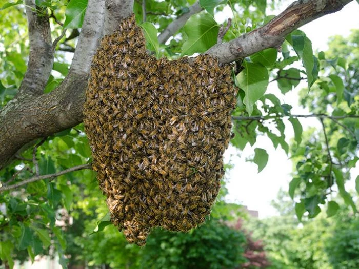 beeswarm