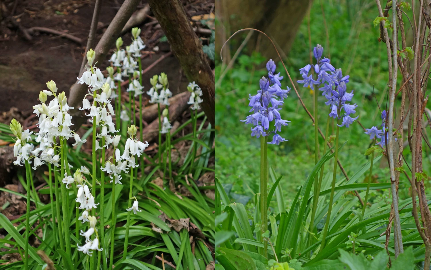 belles white and blue