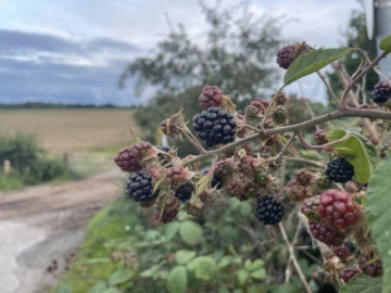 blackberries