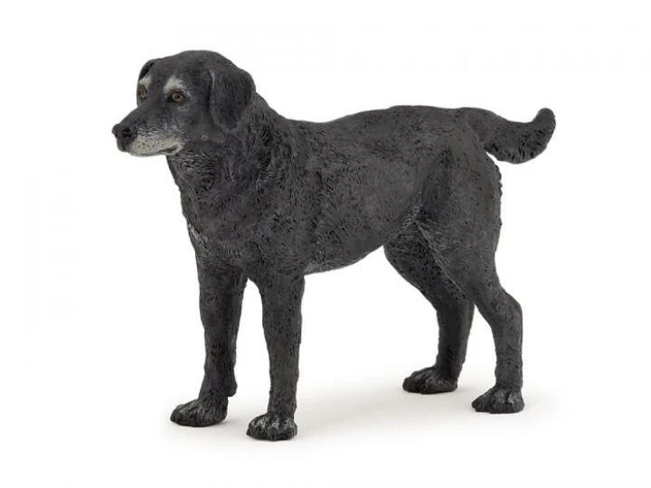 blacklabrador
