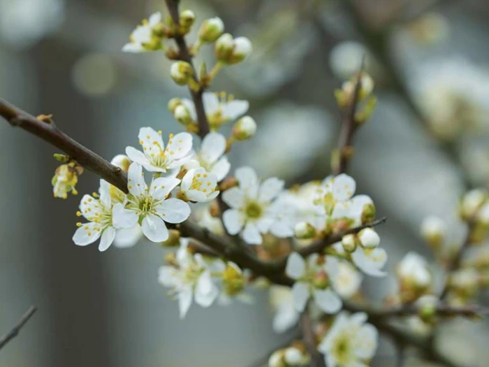 blackthorn blossom