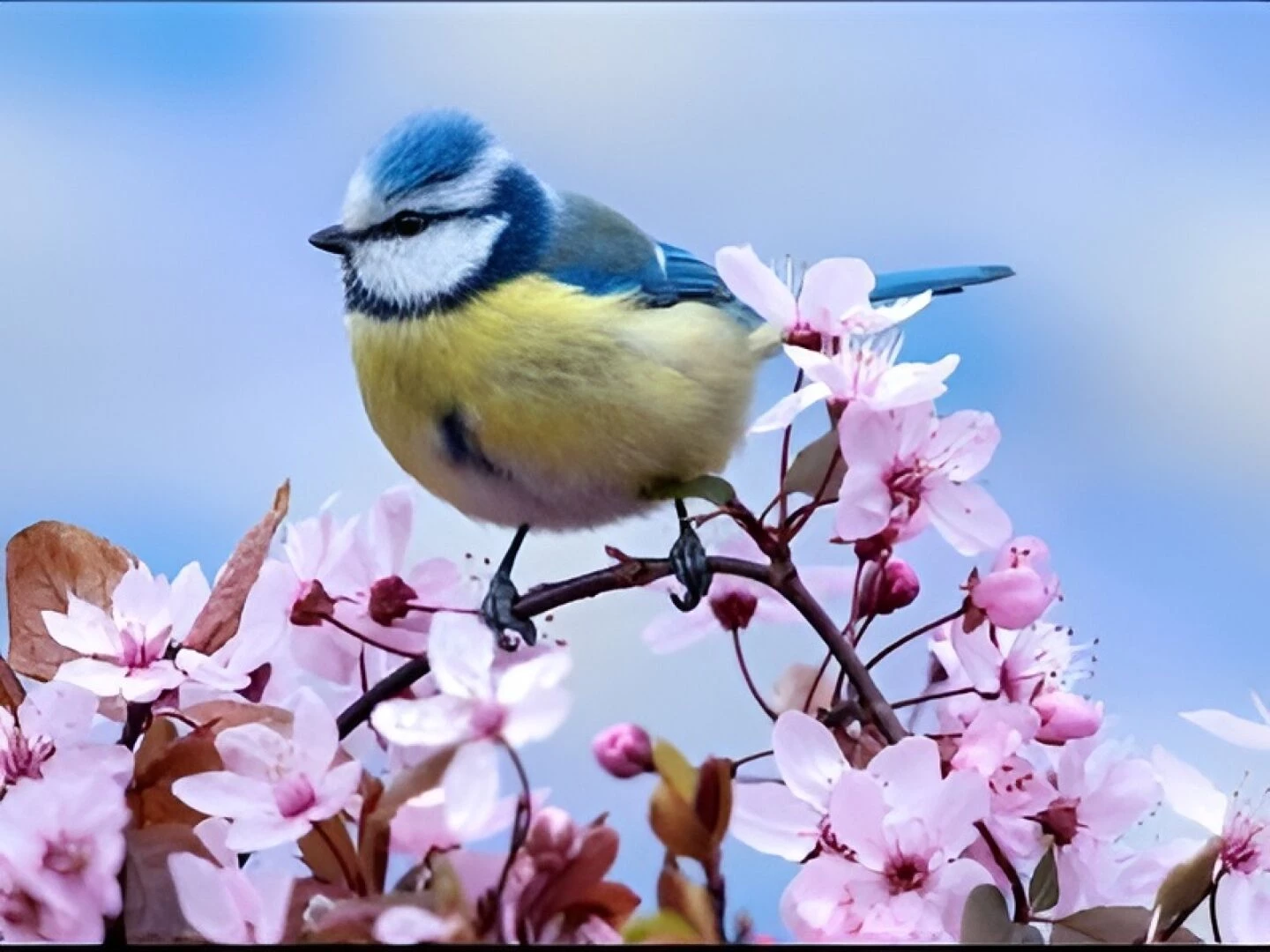 blue tit 2