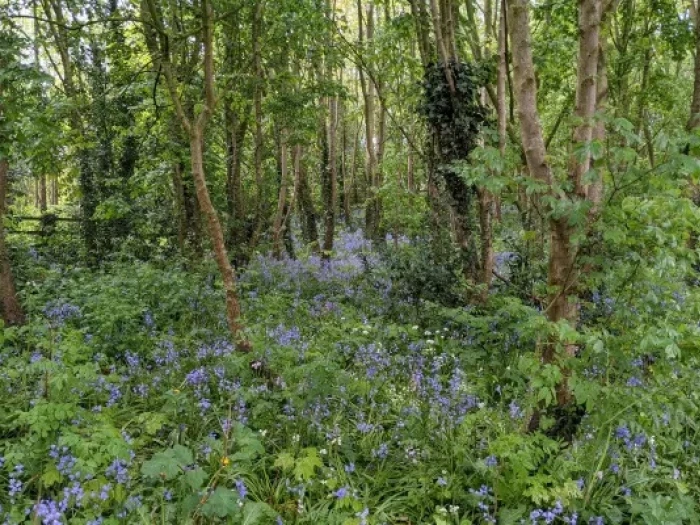 bluebells in grogans walk