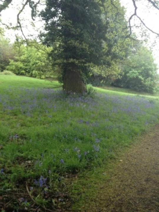 bluebells