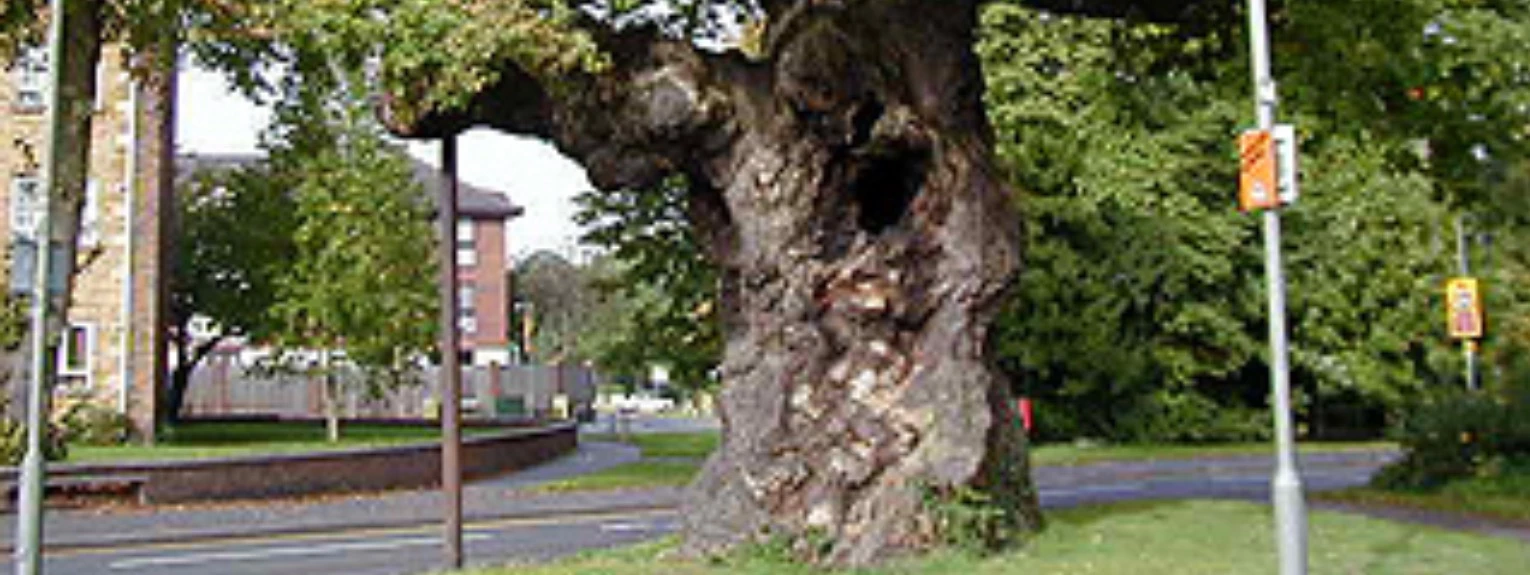 Crouch oak