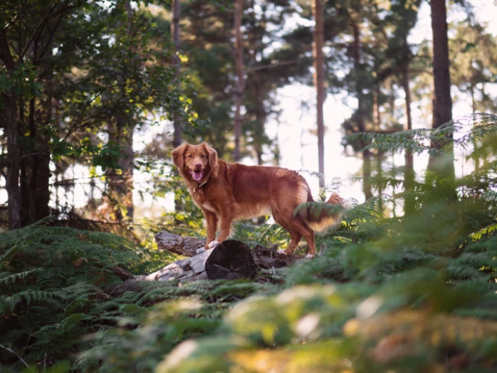 Dog Parkour woods