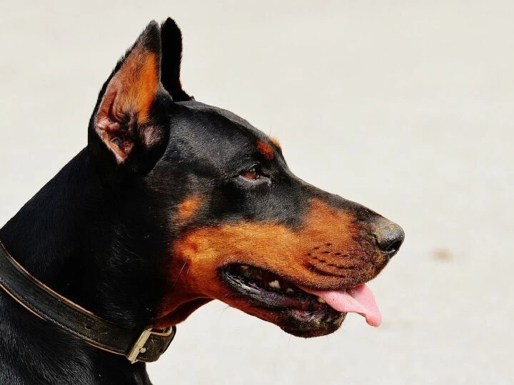 Doberman, dog, pet, animal, domestic dog, canine, mammal, nature, portrait, animal world