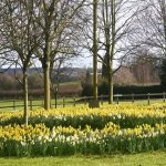 Roundabout daffodils
