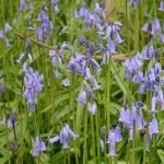 Bluebell close-up