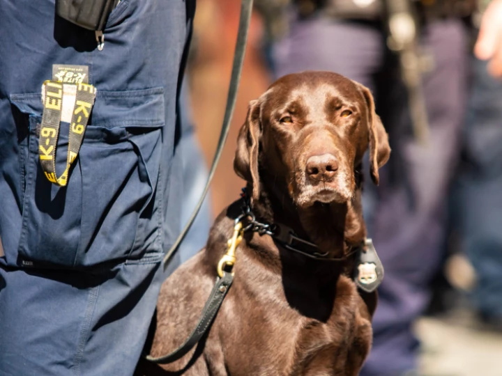 Patrol Dog Unit