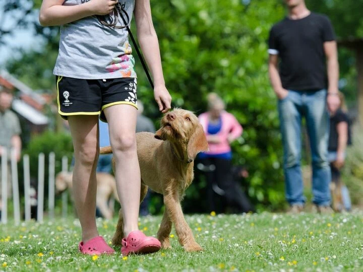 Dog school, dog training, pointing dog