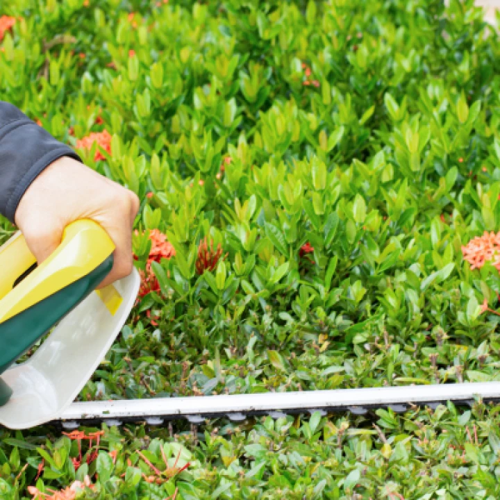 Hedge Cutting