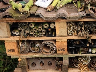 Bugs hotel at the allotments