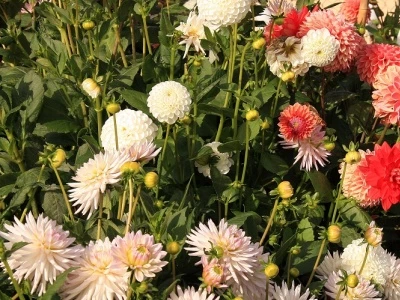 Chrysanthemums at allotments