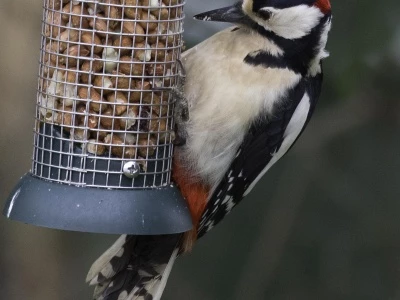 Greater Spotted Woodpecker 3