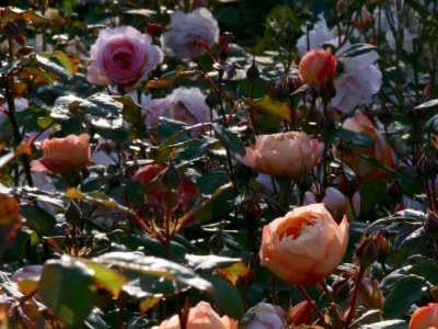 garden-roses-800x390