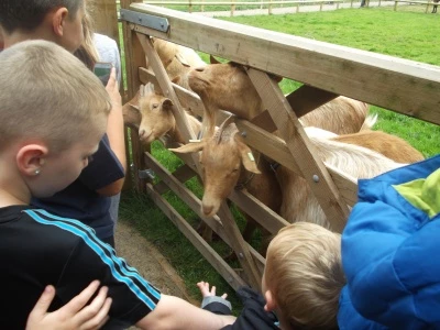 Reaseheath visit, feeding goats.